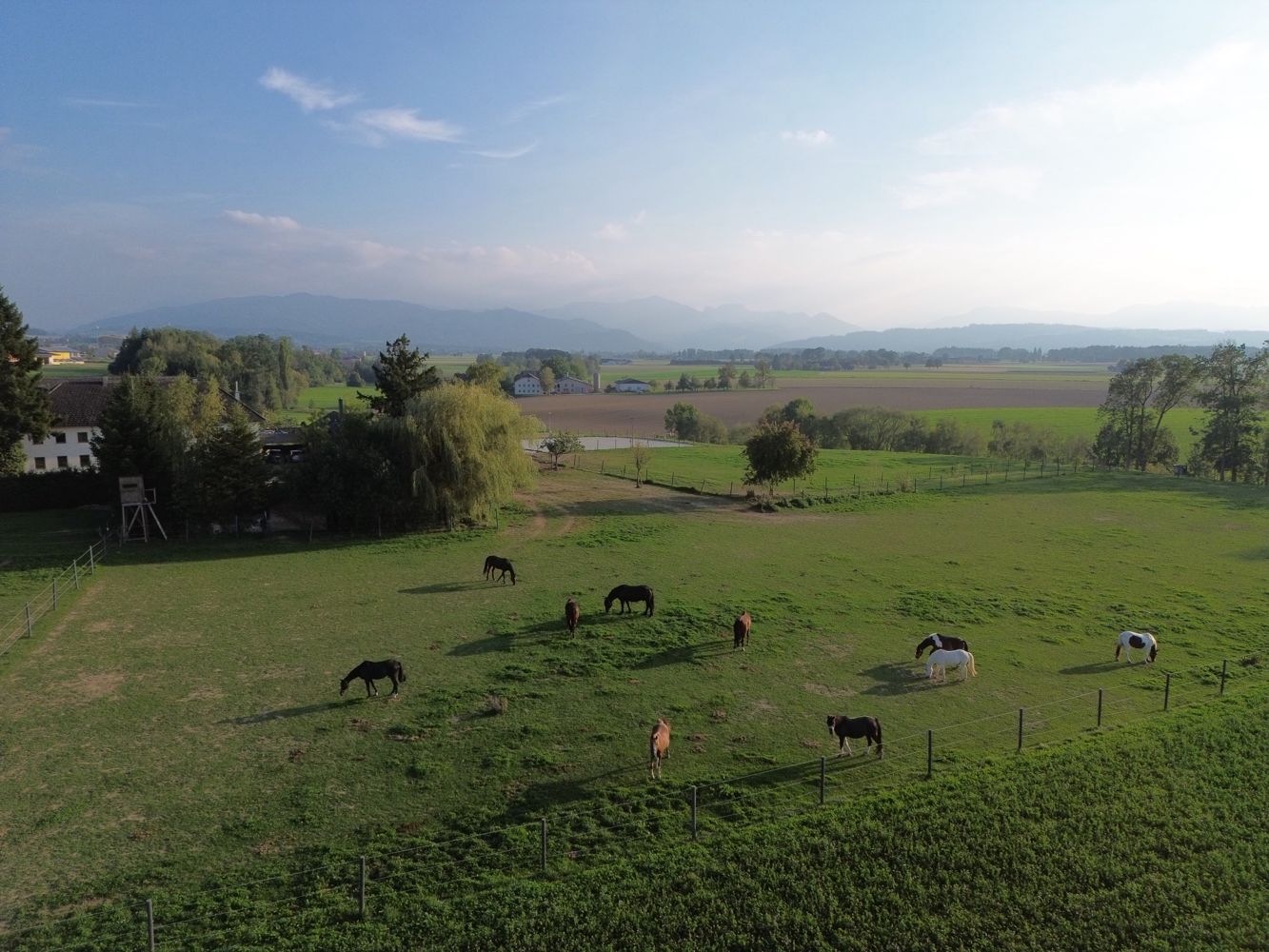 Die Herde auf der Weide