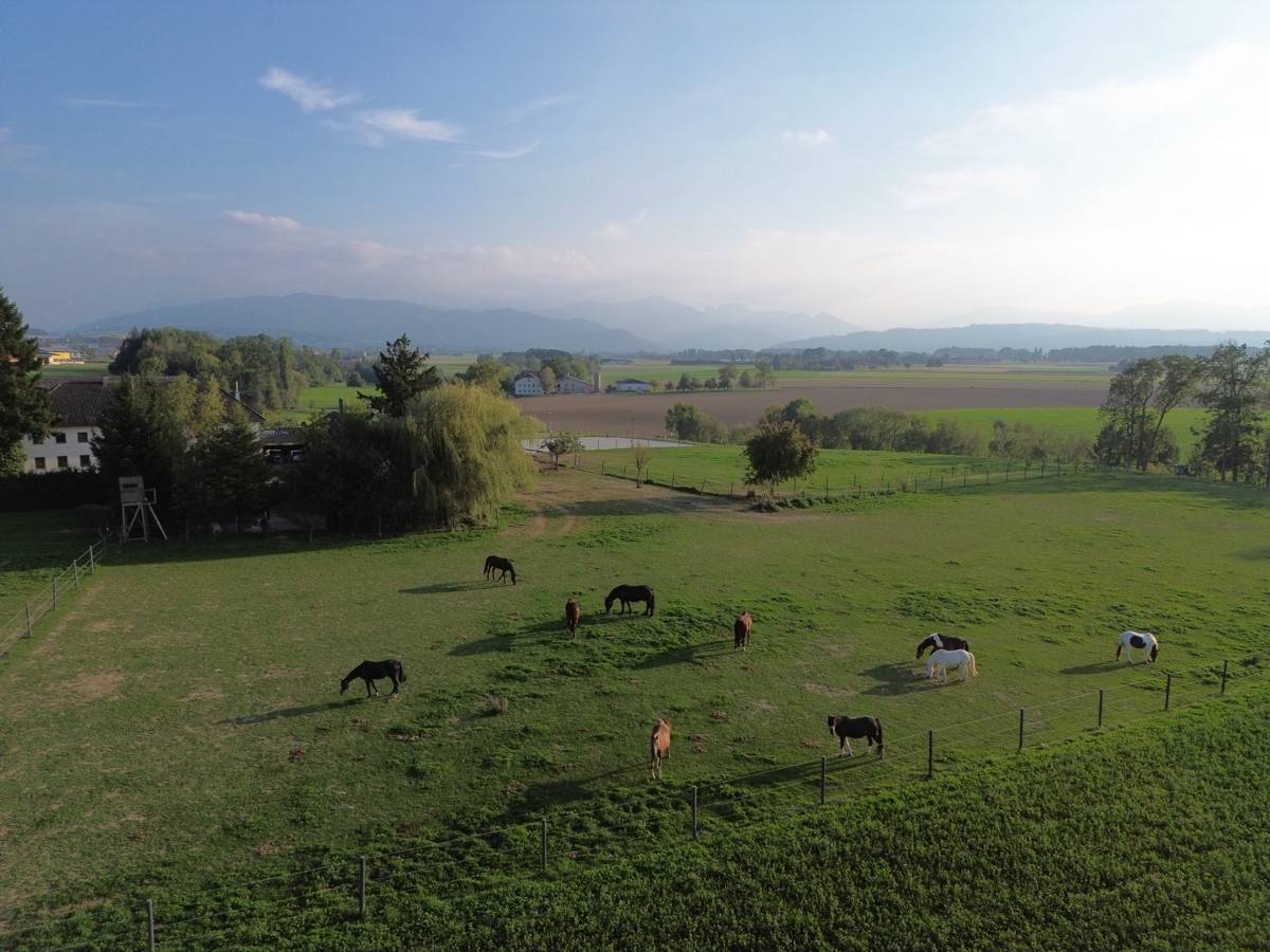 Pferde grasen auf der Weide am Pierhubergut