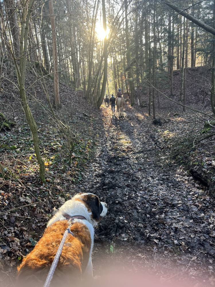 Waldweg im Abendlicht mit Reitern vor einem Bernhardiner