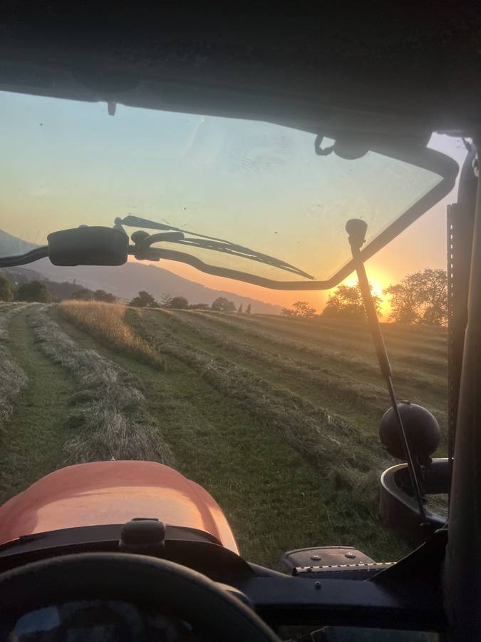 Heureihen im Abendlicht