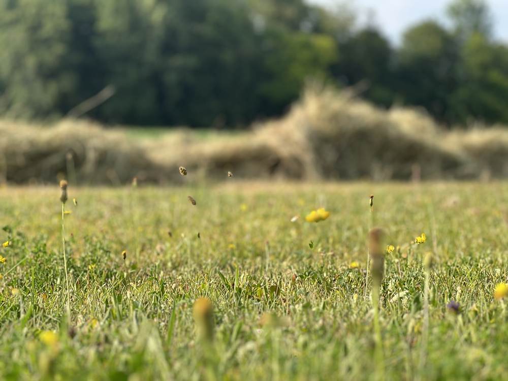 Blumenwiese mit Heureihen im Hintergrund