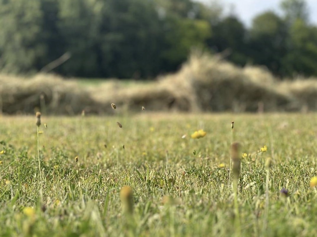 Blumenwiese mit Heureihen, kurz vor dem Einbringen