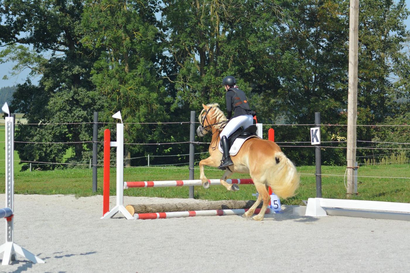 Springaufgabe am Reitplatz
