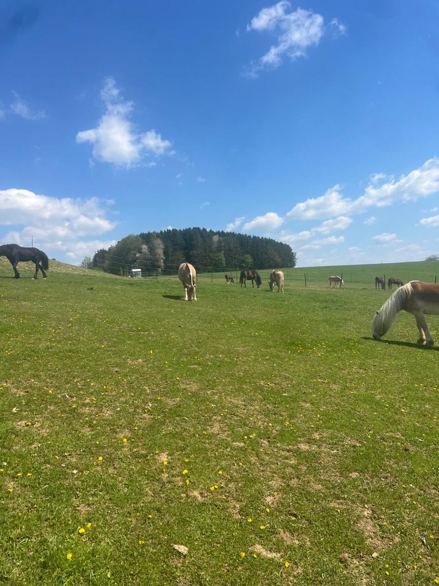 Die Herde grast in der Frühlingssonne
