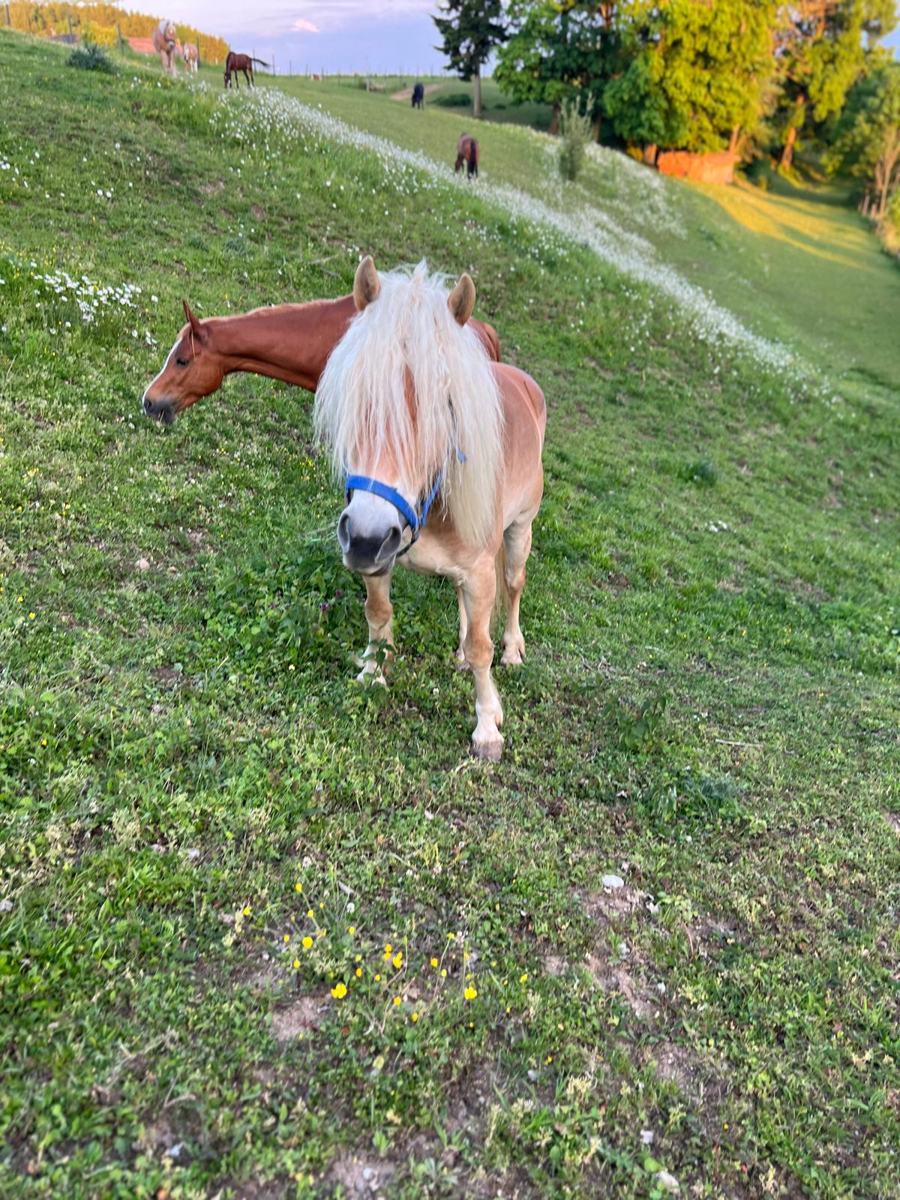 Haflinger am Hang im Abendlicht