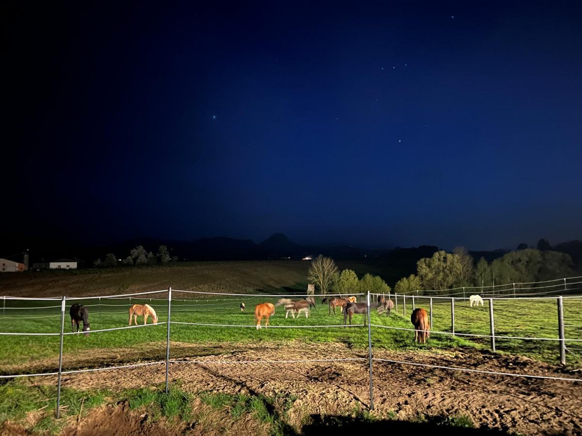 Die Herde bei Nacht unter dem Sternenhimmel